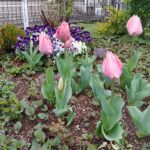 3/25こころ野の花壇に咲いたチューリップの写真