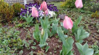 3/25こころ野の花壇に咲いたチューリップの写真