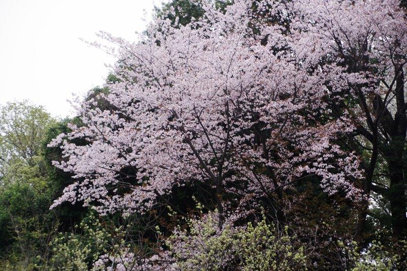 4/5外出プログラム_茅ケ崎公園の桜