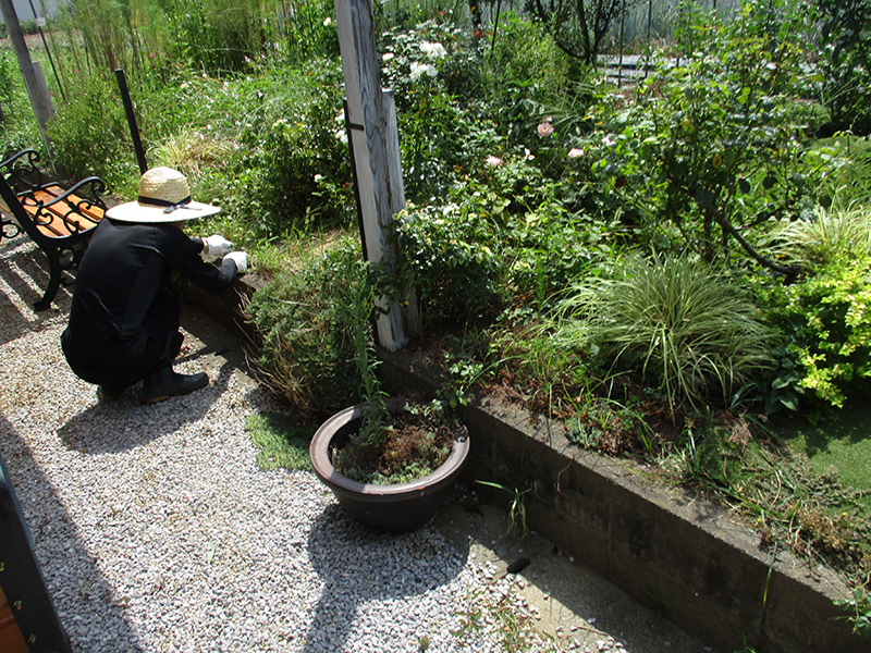 8/23園芸_草取りの様子