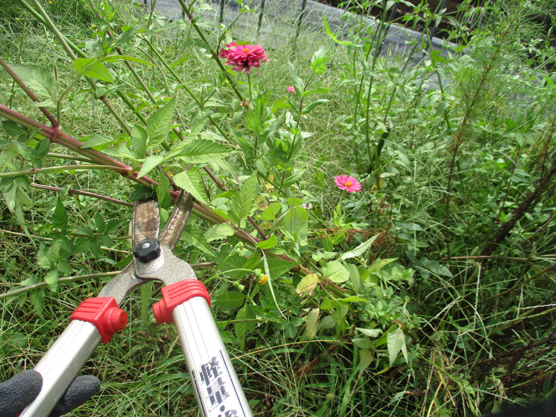 9/27園芸_大きくなった雑草を枝切り挟みでカットする様子